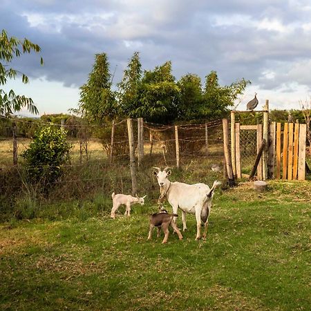 Mount Kenya Farm Stay 纳纽基 外观 照片